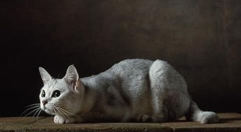 世界十大名贵猫排行，草原猫是最大的猫，泰国御猫招来财富