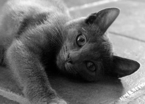 十大最粘人的猫排名，东方短毛猫会吃醋发脾气，布偶猫温柔甜美
