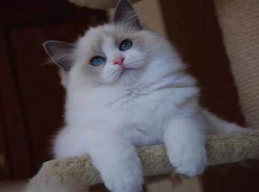 十大最粘人的猫排名，东方短毛猫会吃醋发脾气，布偶猫温柔甜美