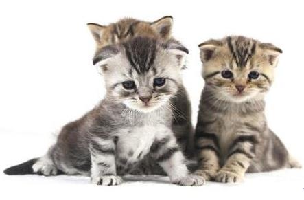 十大最粘人的猫排名，东方短毛猫会吃醋发脾气，布偶猫温柔甜美