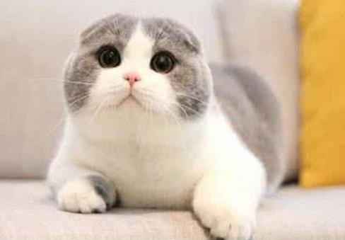 十大最粘人的猫排名，东方短毛猫会吃醋发脾气，布偶猫温柔甜美