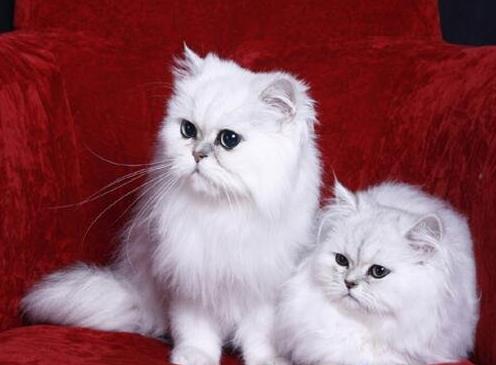 十大最粘人的猫排名，东方短毛猫会吃醋发脾气，布偶猫温柔甜美