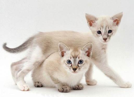 十大最粘人的猫排名，东方短毛猫会吃醋发脾气，布偶猫温柔甜美
