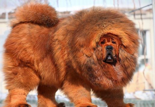 世界最具气质的十大名犬，萨摩耶高贵文雅，哈士奇人气超高