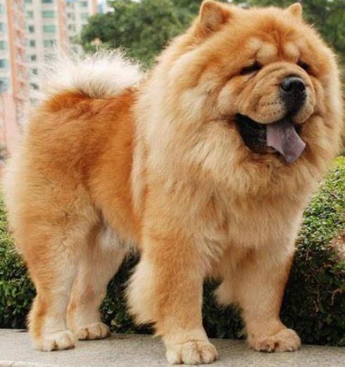 世界最具气质的十大名犬，萨摩耶高贵文雅，哈士奇人气超高