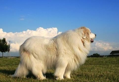 世界最具气质的十大名犬，萨摩耶高贵文雅，哈士奇人气超高