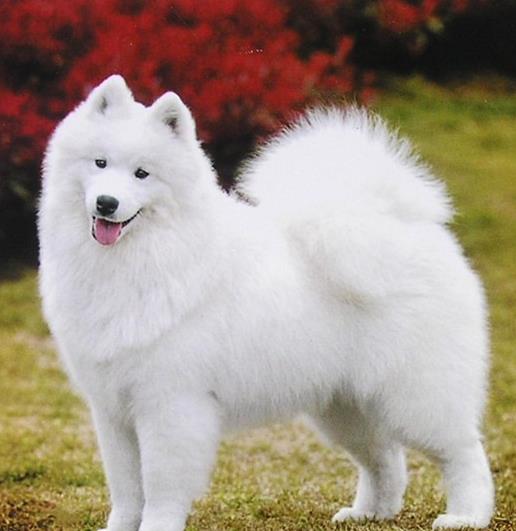 世界最具气质的十大名犬，萨摩耶高贵文雅，哈士奇人气超高