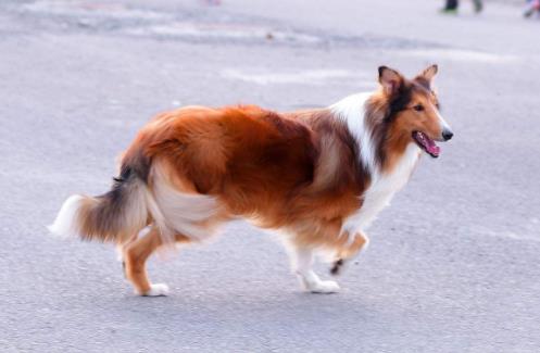 世界最具气质的十大名犬，萨摩耶高贵文雅，哈士奇人气超高