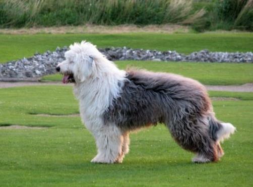 世界最具气质的十大名犬，萨摩耶高贵文雅，哈士奇人气超高