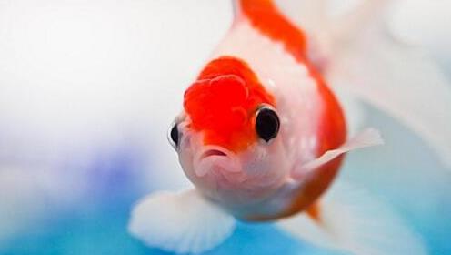 干净粘人的宠物排行榜，布偶猫最温顺，玉米蛇温顺无毒