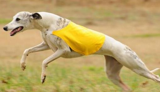 狗狗平均寿命排行榜，藏獒力大勇猛，北京犬代表勇气和大胆