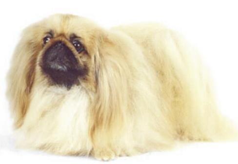 狗狗平均寿命排行榜，藏獒力大勇猛，北京犬代表勇气和大胆