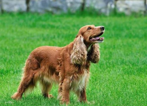 狗狗平均寿命排行榜，藏獒力大勇猛，北京犬代表勇气和大胆