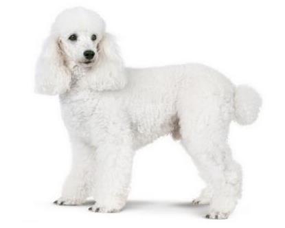 狗狗平均寿命排行榜，藏獒力大勇猛，北京犬代表勇气和大胆