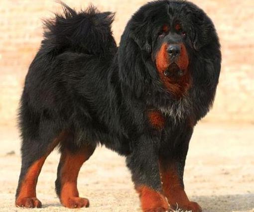 狗狗平均寿命排行榜，藏獒力大勇猛，北京犬代表勇气和大胆