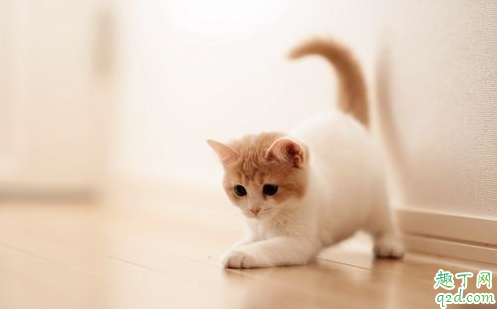 疫情期间上高速可以带狗带猫吗 疫情期间宠物可以上高速吗