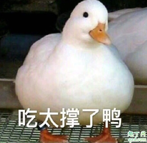 浙江绍兴鸭治蝗虫效果怎么样 鸭去了巴基斯坦还会回来吗