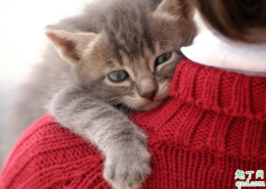 猫咪后腿掉毛正常吗 猫咪尾巴为什么掉毛