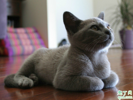 猫咪后腿掉毛正常吗 猫咪尾巴为什么掉毛