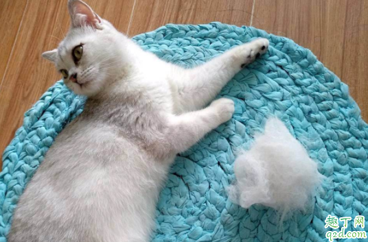 猫咪后腿掉毛正常吗 猫咪尾巴为什么掉毛