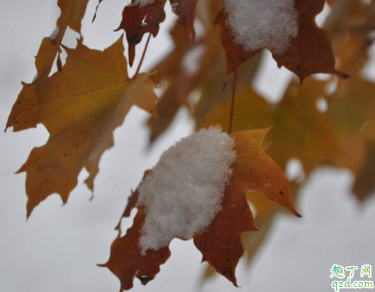 小雪节气都有什么习俗 小雪节气为什么做腊肉