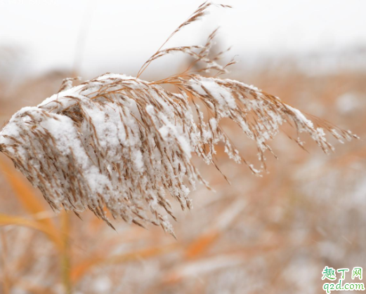 小雪节气会不会下雪 小雪节气的天气特点