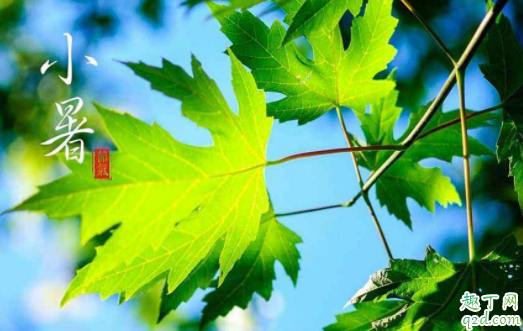 2021年小暑适合结婚摆酒席吗 2021年小暑节气结婚有什么讲究