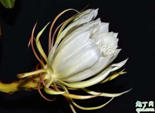 昙花为什么谢的快 昙花怎么种才能开得多