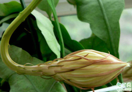 昙花为什么谢的快 昙花怎么种才能开得多