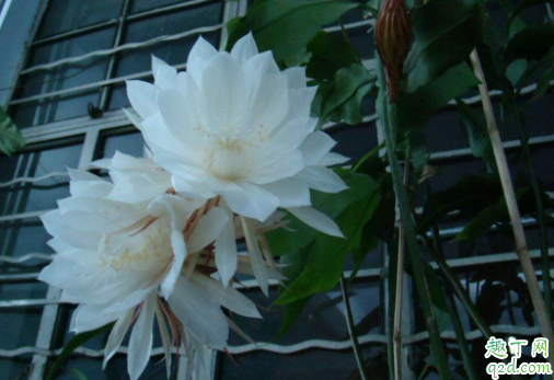 昙花为什么谢的快 昙花怎么种才能开得多