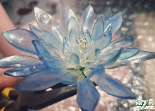 昙花为什么谢的快 昙花怎么种才能开得多