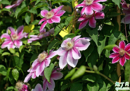 铁线莲为什么会僵苗 铁线莲不长怎么办