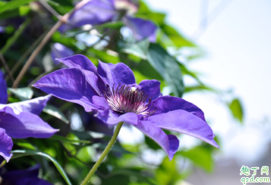 铁线莲为什么会僵苗 铁线莲不长怎么办