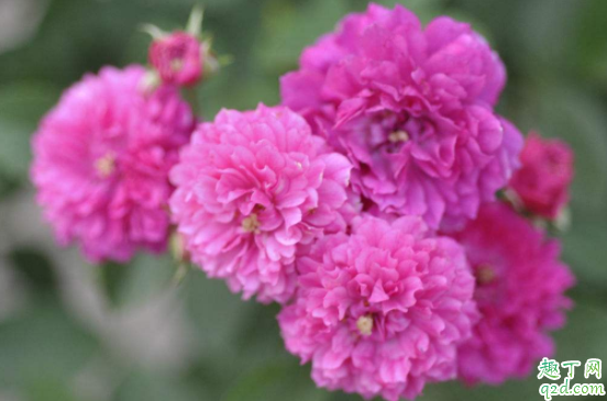 铁线莲为什么会僵苗 铁线莲不长怎么办