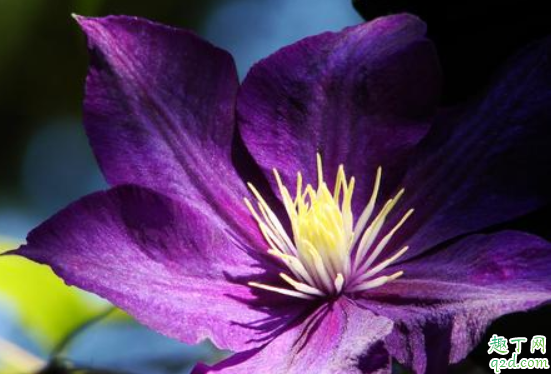 铁线莲为什么会僵苗 铁线莲不长怎么办