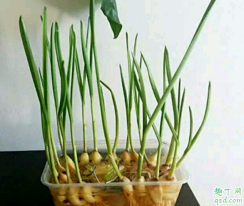 种黄蒜苗需要通风吗 蒜苗怎么种成活率高