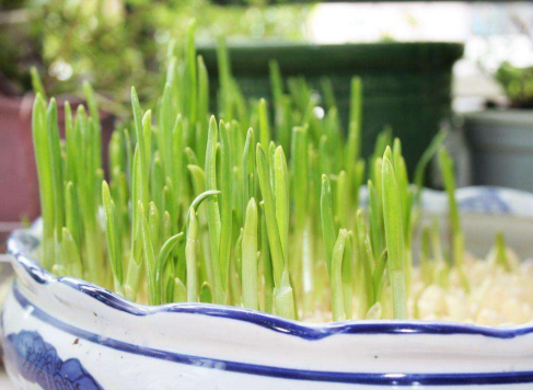 种黄蒜苗需要通风吗 蒜苗怎么种成活率高