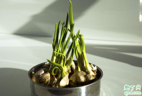 新蒜能长出蒜苗吗 蒜苗怎么才能旺长