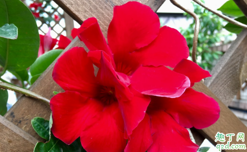 飘香藤耐不耐寒 飘香藤如何安全过冬