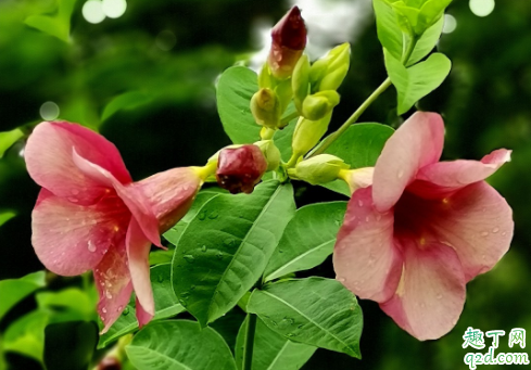 飘香藤耐不耐寒 飘香藤如何安全过冬