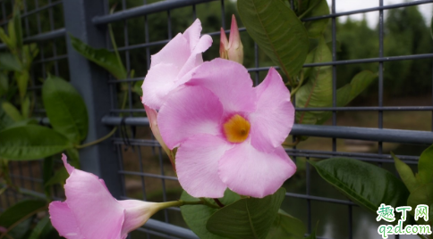 飘香藤耐不耐寒 飘香藤如何安全过冬