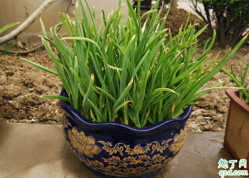 蒜苗干尖黄叶怎么回事 蒜苗干尖黄叶怎么补救