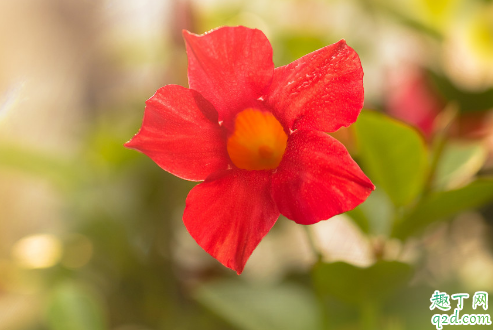 飘香藤老烂根是咋回事 飘香藤烂根怎么补救