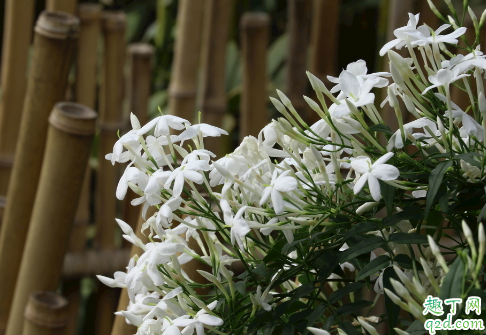 冬季素馨花为啥枝干叶枯 冬季素馨花枝干叶枯干怎么办