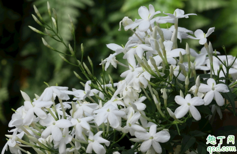 冬季素馨花为啥枝干叶枯 冬季素馨花枝干叶枯干怎么办