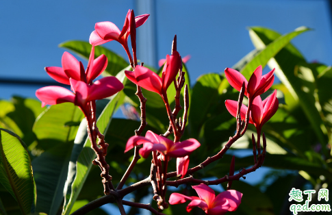 冬季素馨花为啥枝干叶枯 冬季素馨花枝干叶枯干怎么办