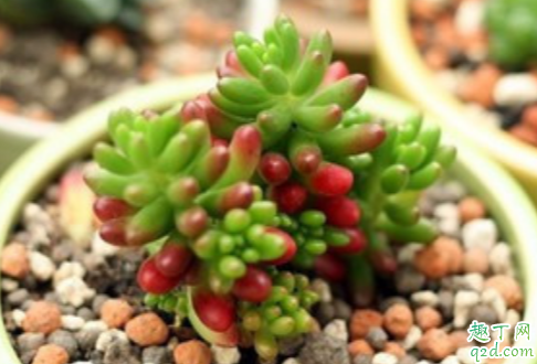 玉米石可以扦插吗 玉米石怎么扦插容易成活