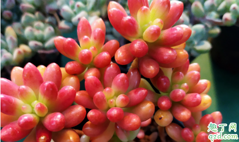 玉米石可以扦插吗 玉米石怎么扦插容易成活