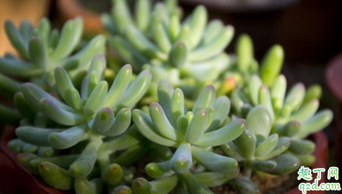 玉米石可以扦插吗 玉米石怎么扦插容易成活