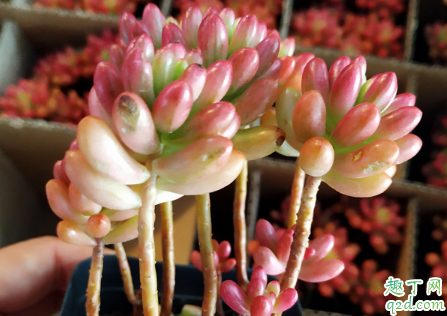 多肉玉米石好养活吗 多肉玉米石怎么养开的旺盛